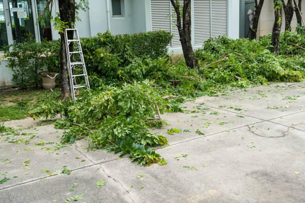 Trusted Carlisle, OH Tree Services Experts