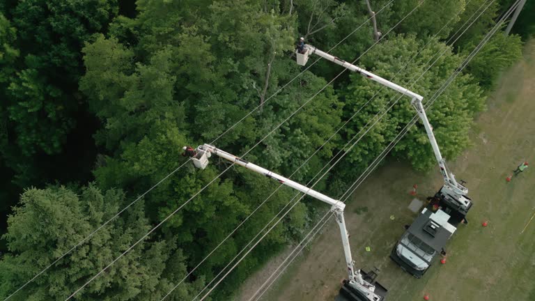 How Our Tree Care Process Works  in  Carlisle, OH