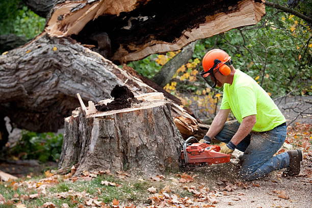 Best Tree Preservation Services  in Carlisle, OH