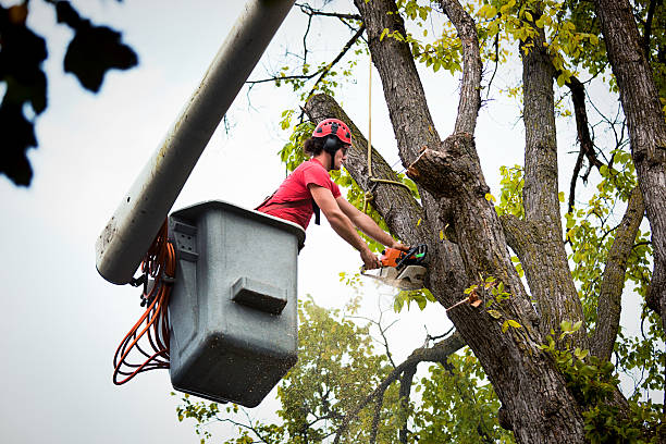 How Our Tree Care Process Works  in  Carlisle, OH