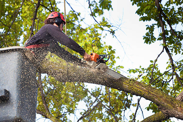 Carlisle, OH Tree Services Company